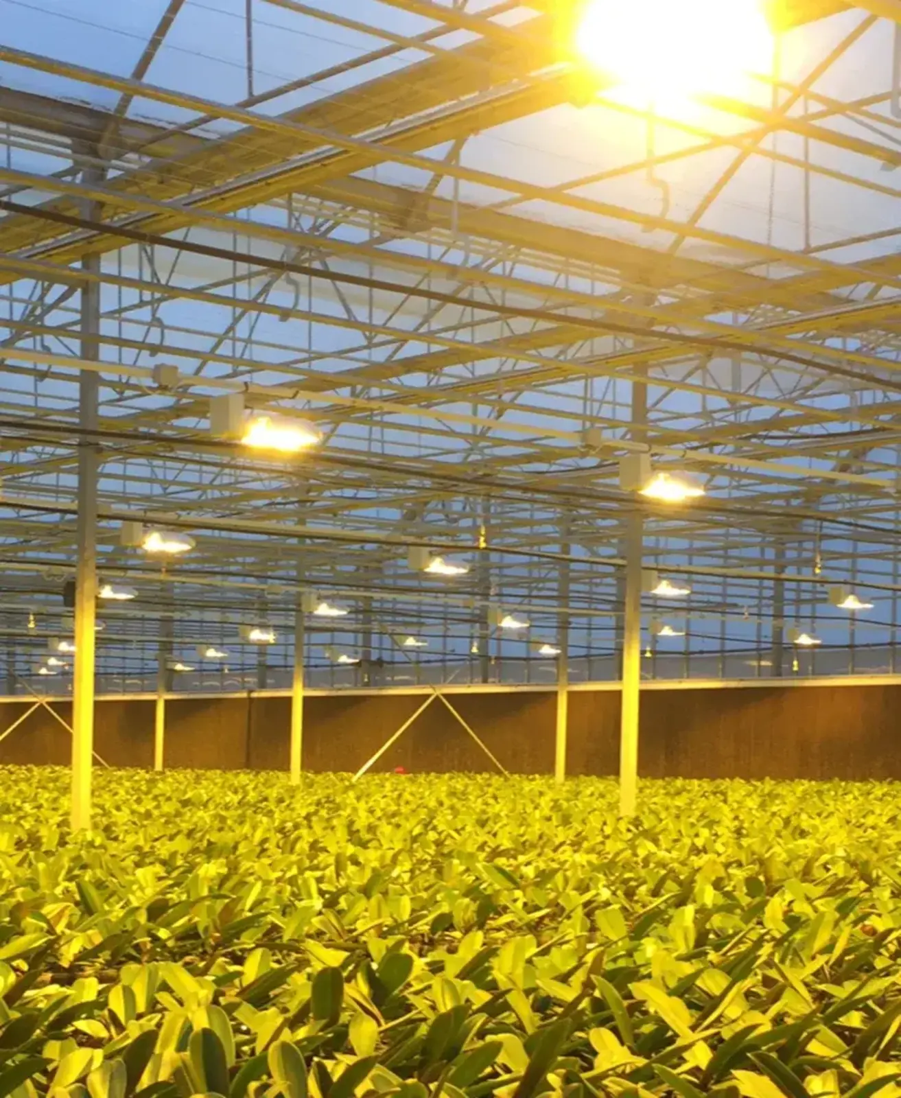 Topraksız%20Tarımlar