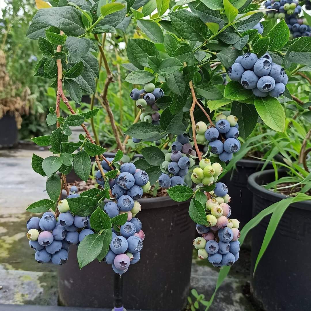 Topraksız%20Tarımlar